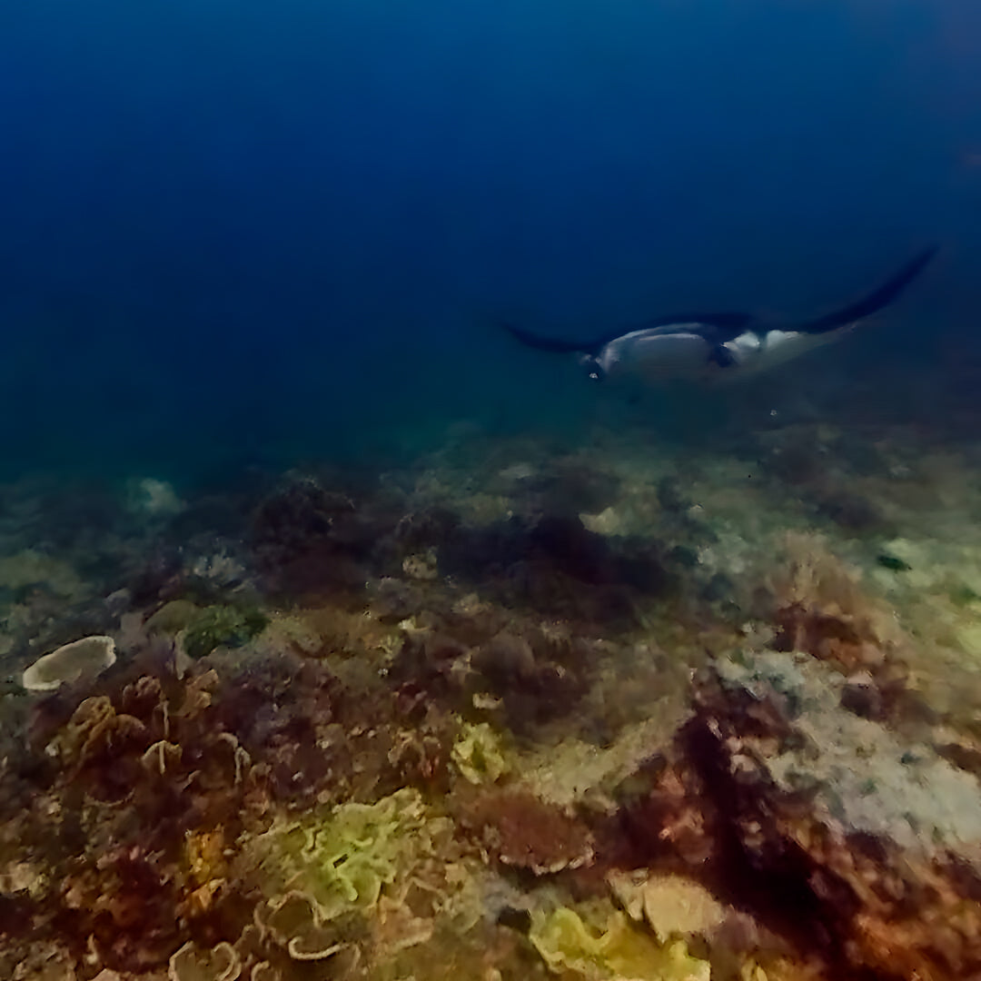 North and Central Komodo Essentials Liveaboard