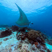 Komodo Highlights Liveaboard Lotus Liveaboard