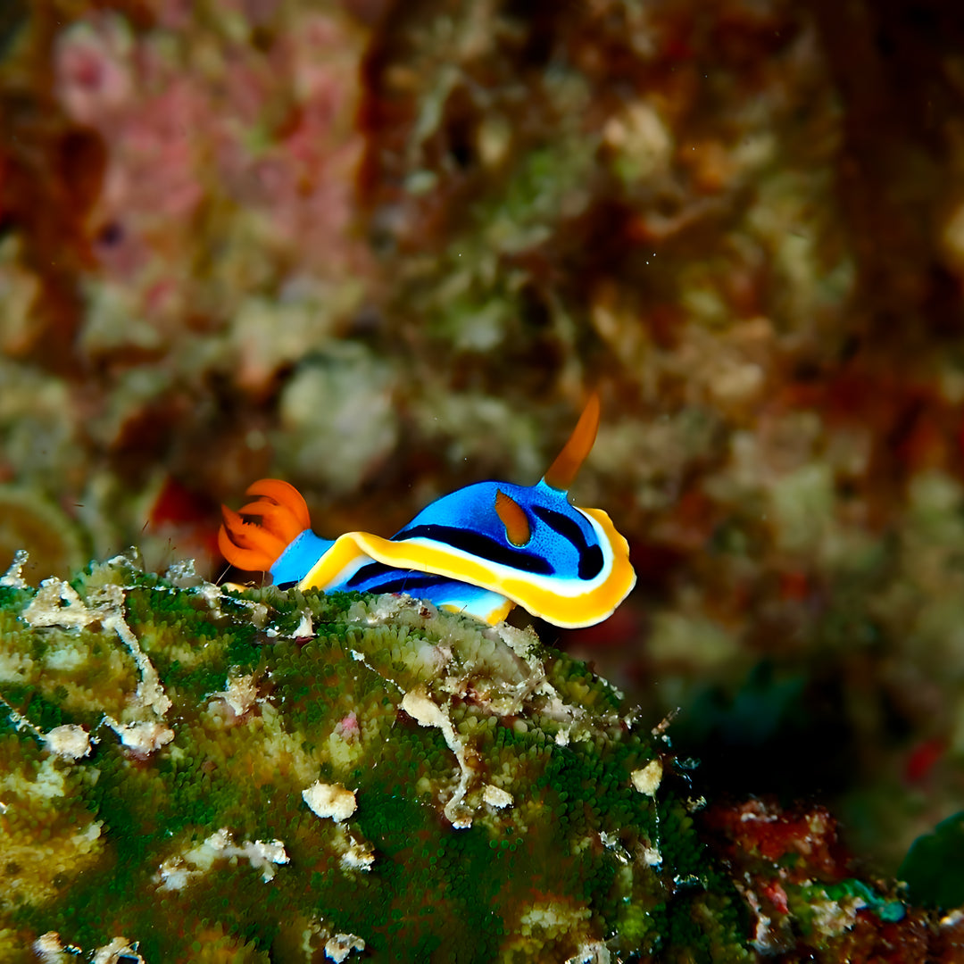 Labuan Bajo Komodo Scuba Diving Liveaboards