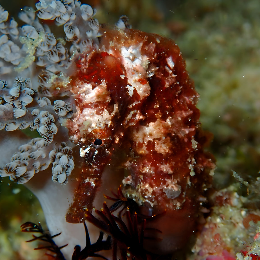 Labuan Bajo Komodo Scuba Diving Liveaboards