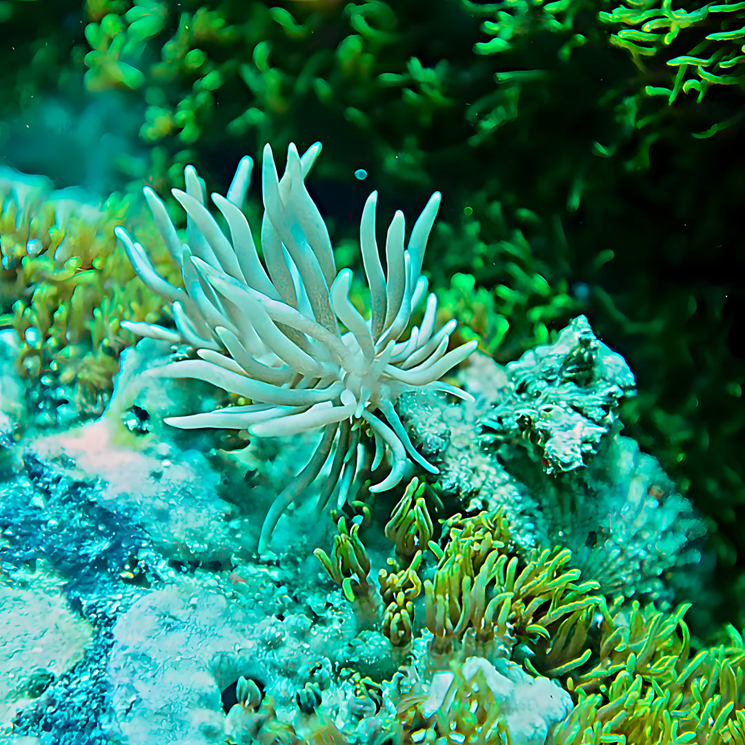 Anilao - Tubbataha Scuba Diving Liveaboard Amathi Diving Resort