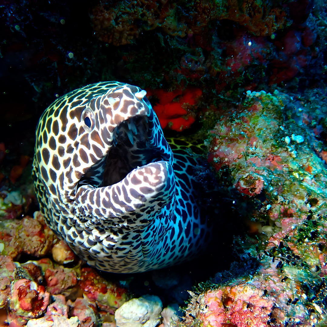 Best of Central Maldives Scuba Diving Liveaboard DB Amba Maldives