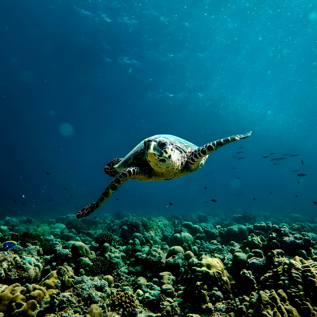 Best of Central Maldives Scuba Diving Liveaboard DB Amba Maldives