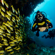 Best of Central Maldives Scuba Diving Liveaboard DB Amba Maldives