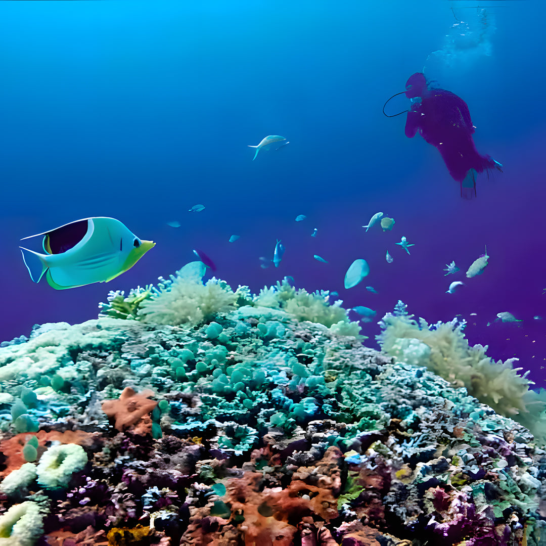 Puerto Princesa Scuba Diving Liveaboard Dolphin Liveaboard