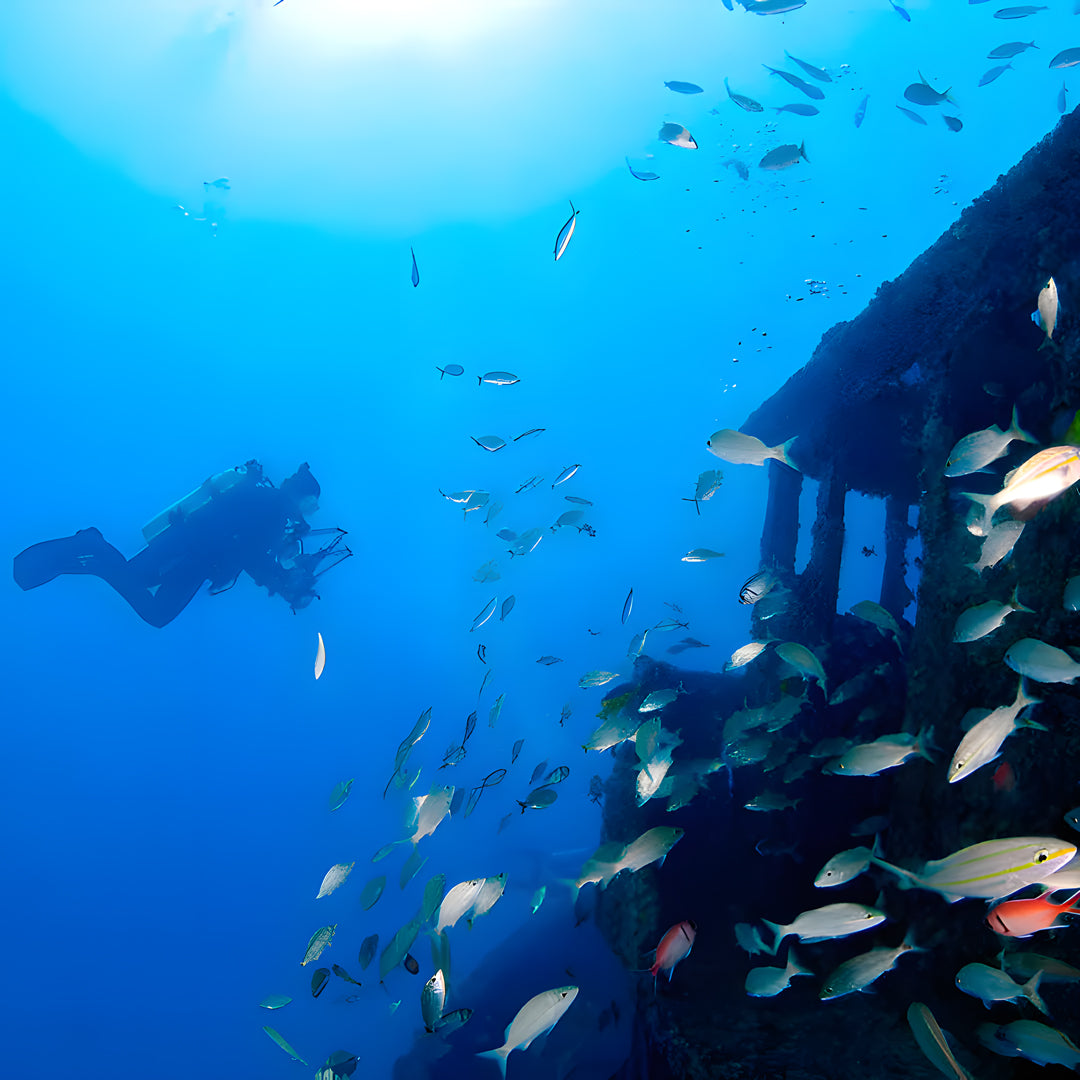 Puerto Princesa Scuba Diving Liveaboard Dolphin Liveaboard