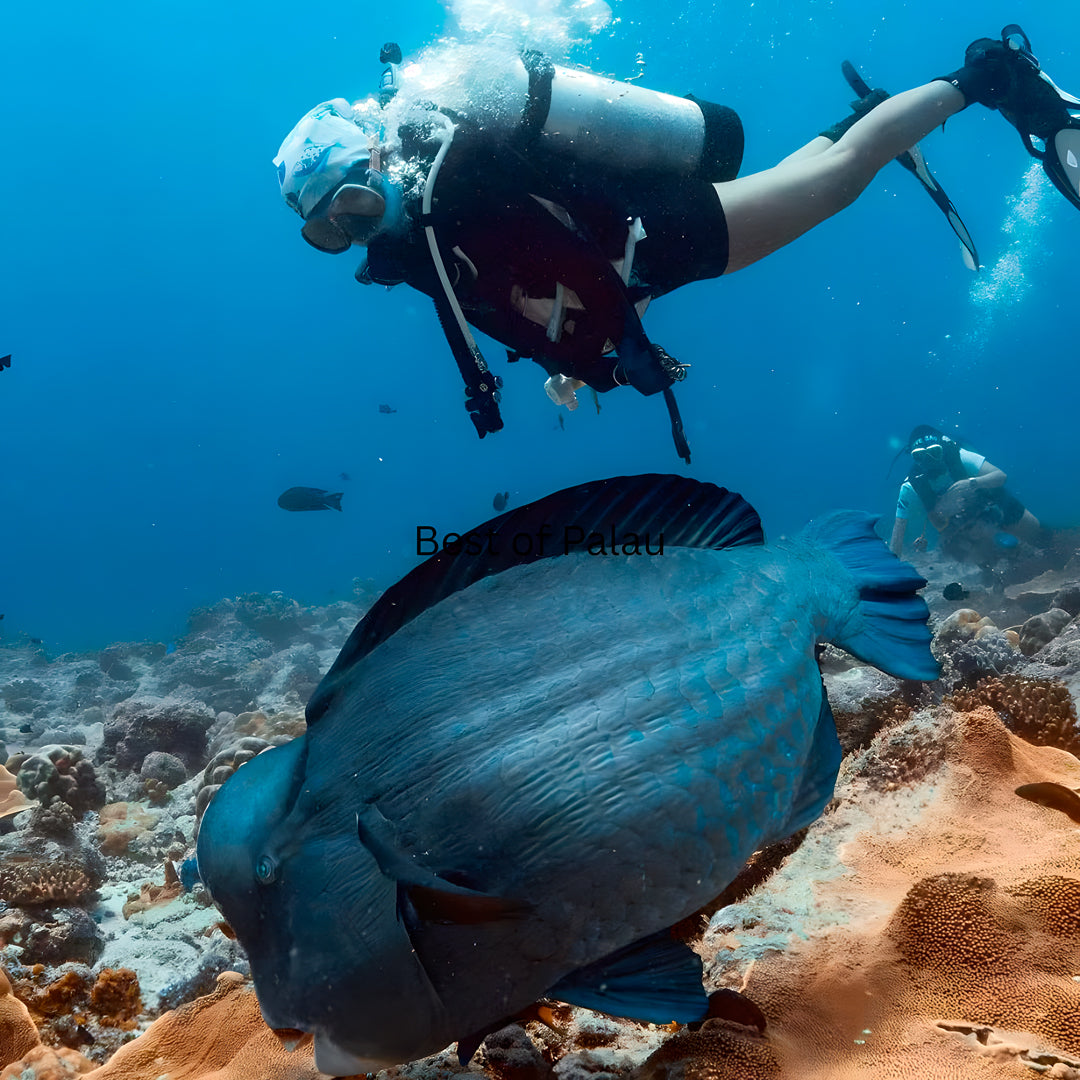 Rock Islands Scuba Diving Liveaboard Pearl Fleet
