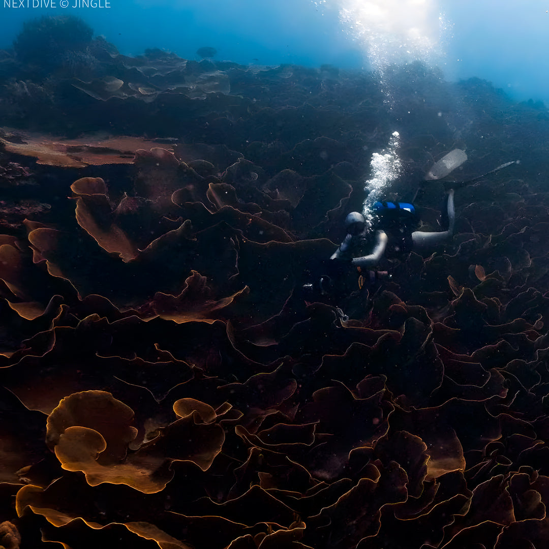 Rock Islands Scuba Diving Liveaboard Pearl Fleet