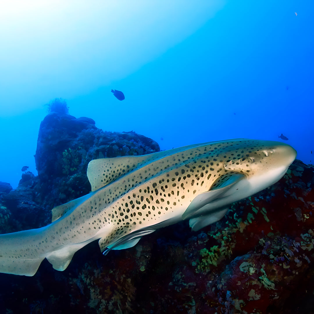 Bida Islands Scuba Diving Liveaboard Thailand Divers