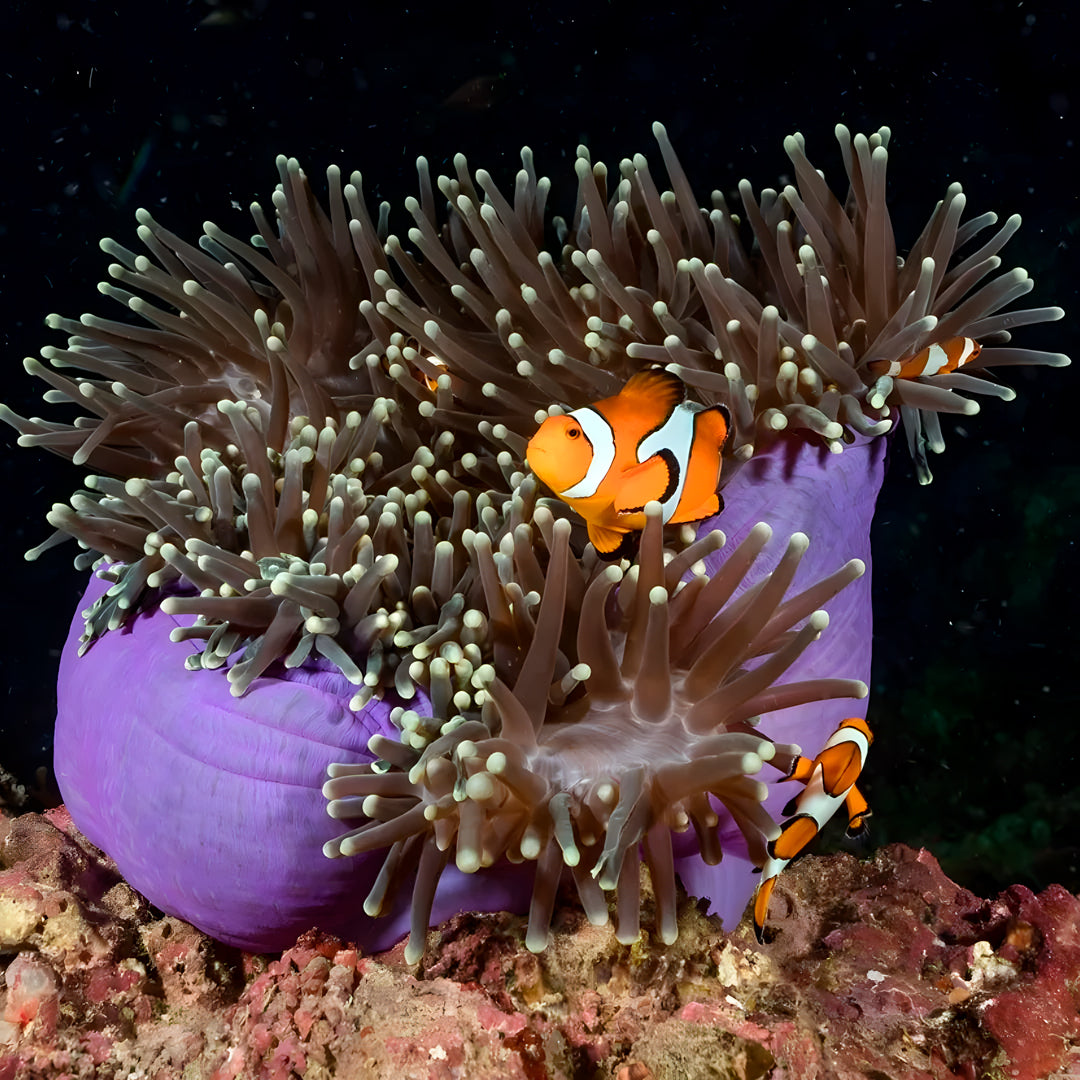 Bida Islands Scuba Diving Liveaboard Thailand Divers