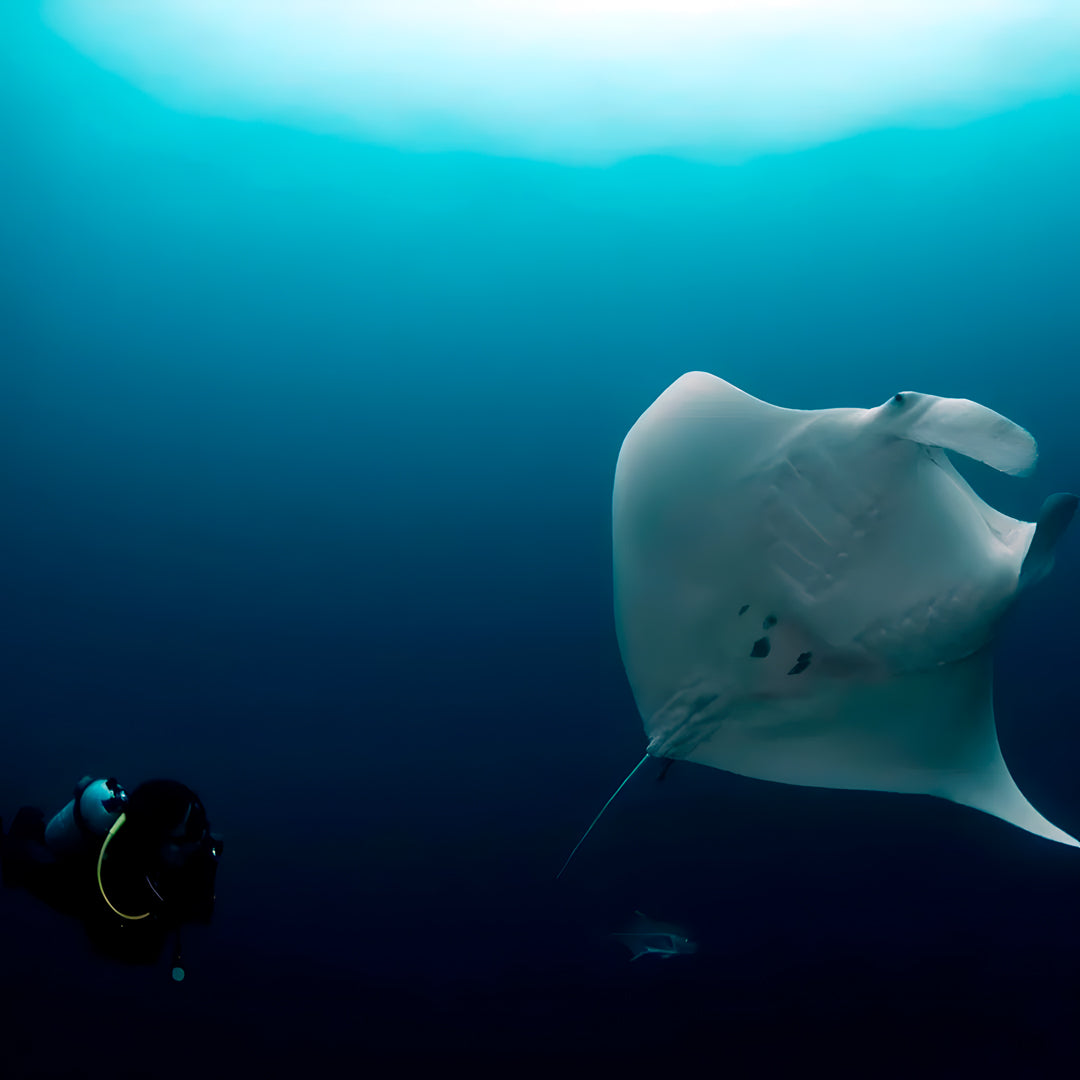 Bida Islands Scuba Diving Liveaboard Thailand Divers