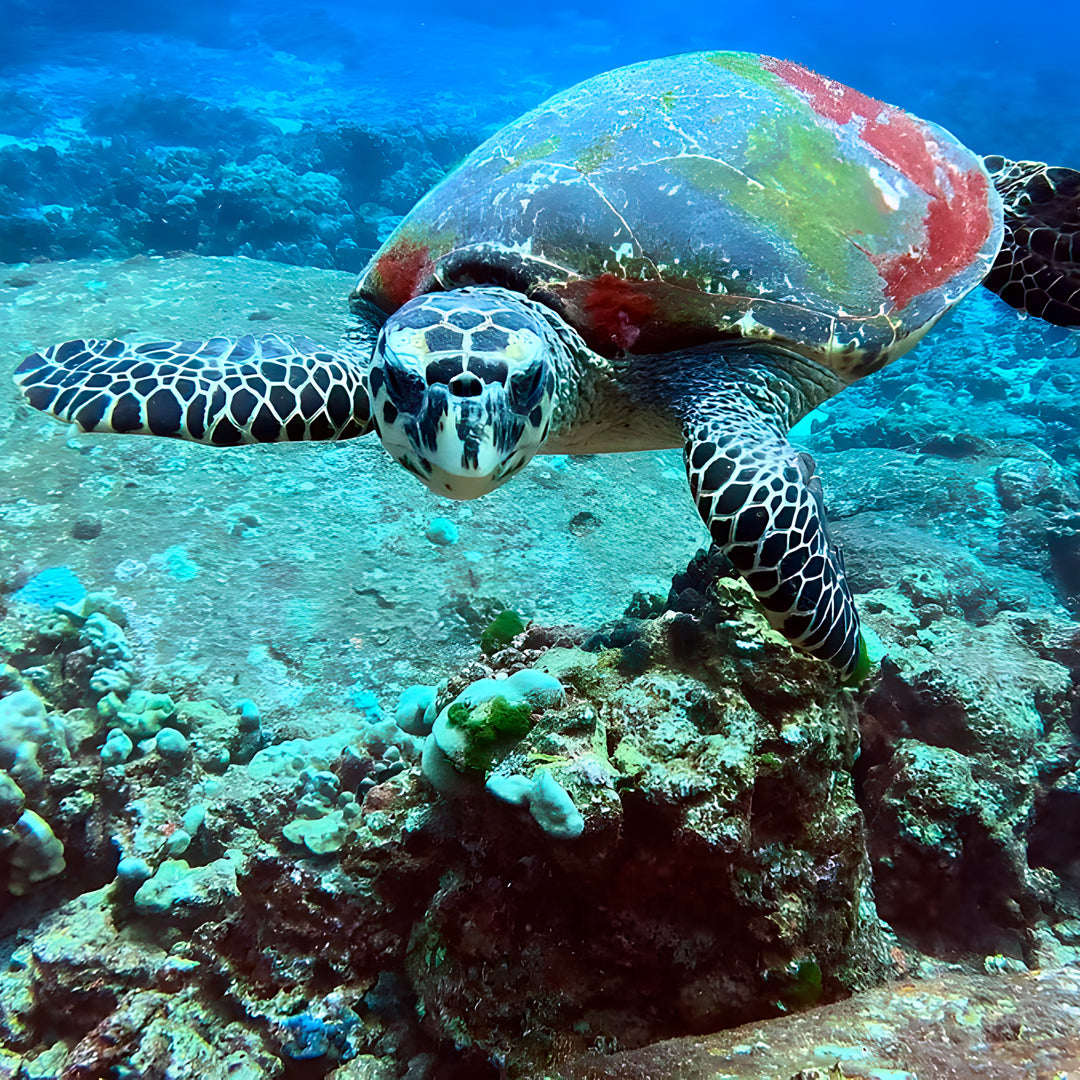 Similan & Surin Islands Scuba Diving Liveaboard The Junk Liveaboards