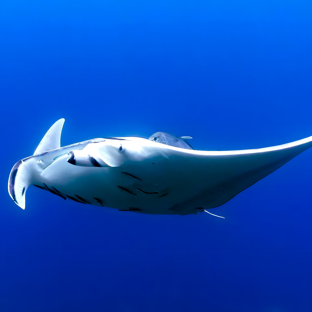 Similan & Surin Islands Scuba Diving Liveaboard The Junk Liveaboards