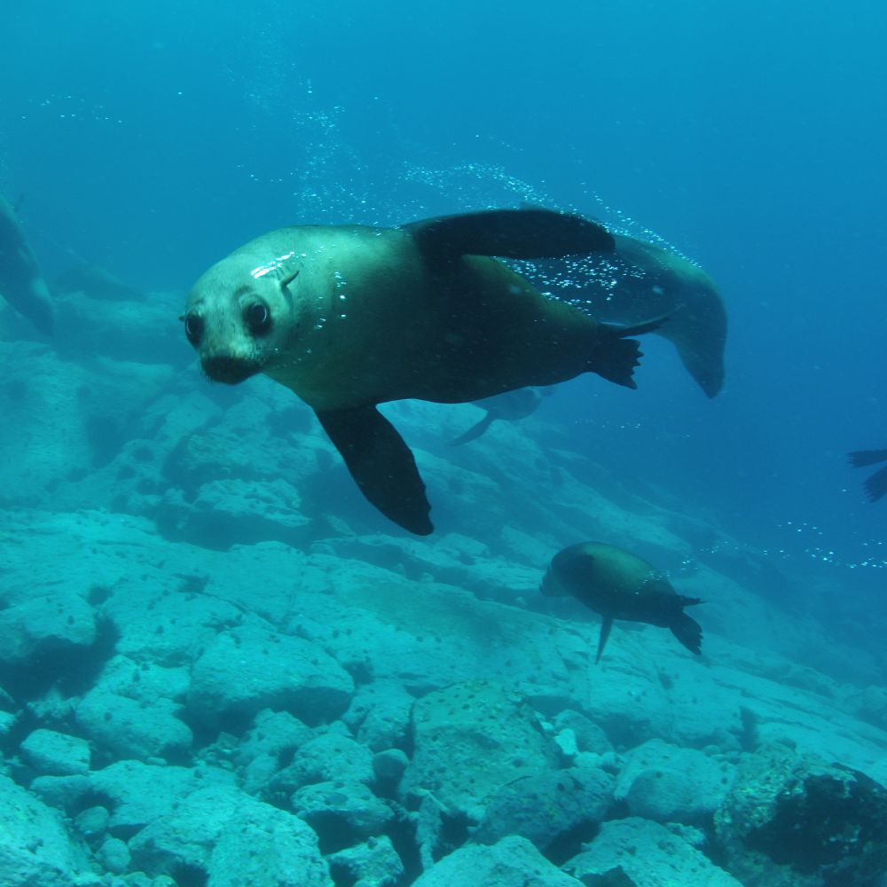 Seal Diving Weekend