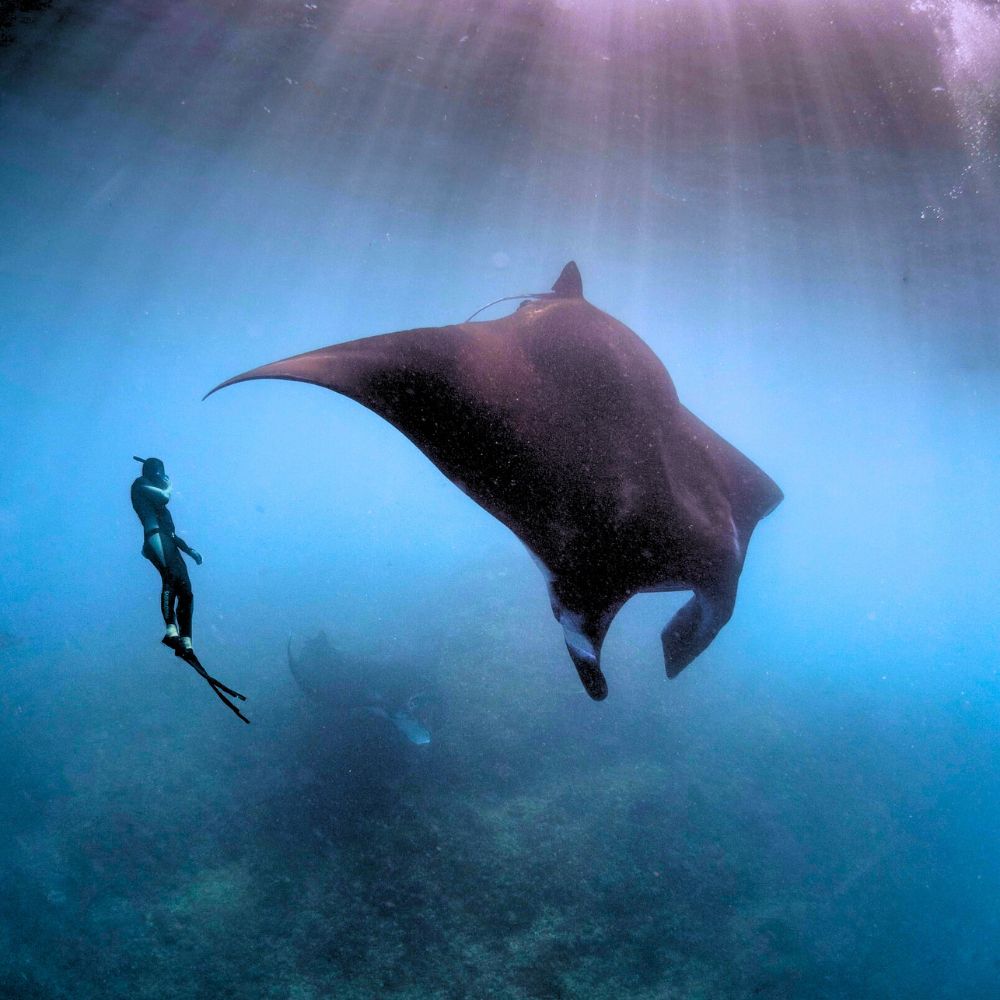 SSI Freediving Instructor Course