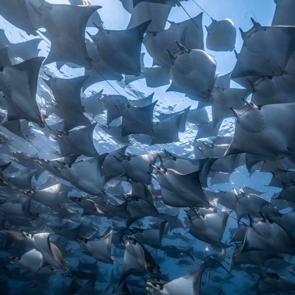Freedive Mexico Mobula Rays Migration