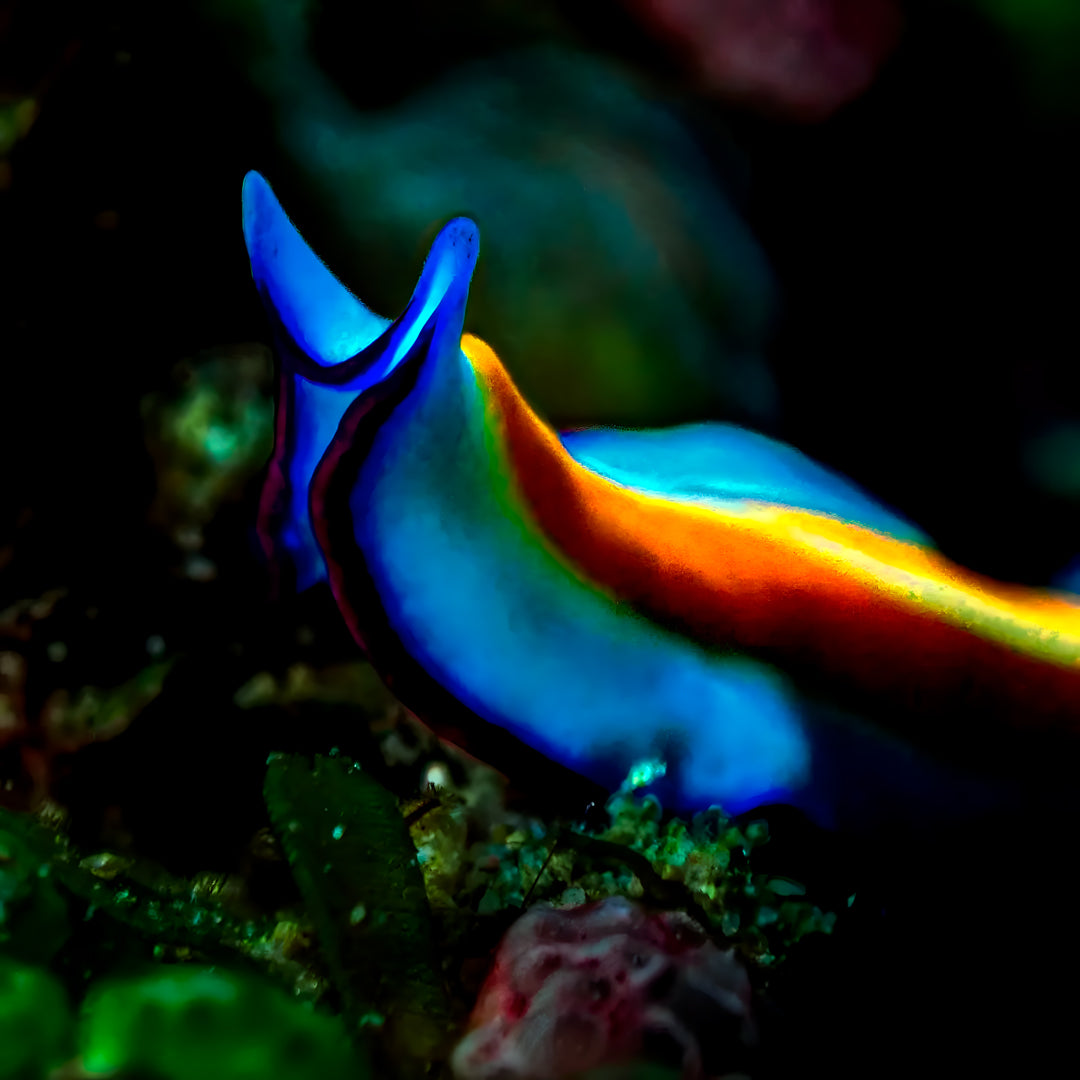 Kaafu Atoll Scuba Diving and Stay Getaway