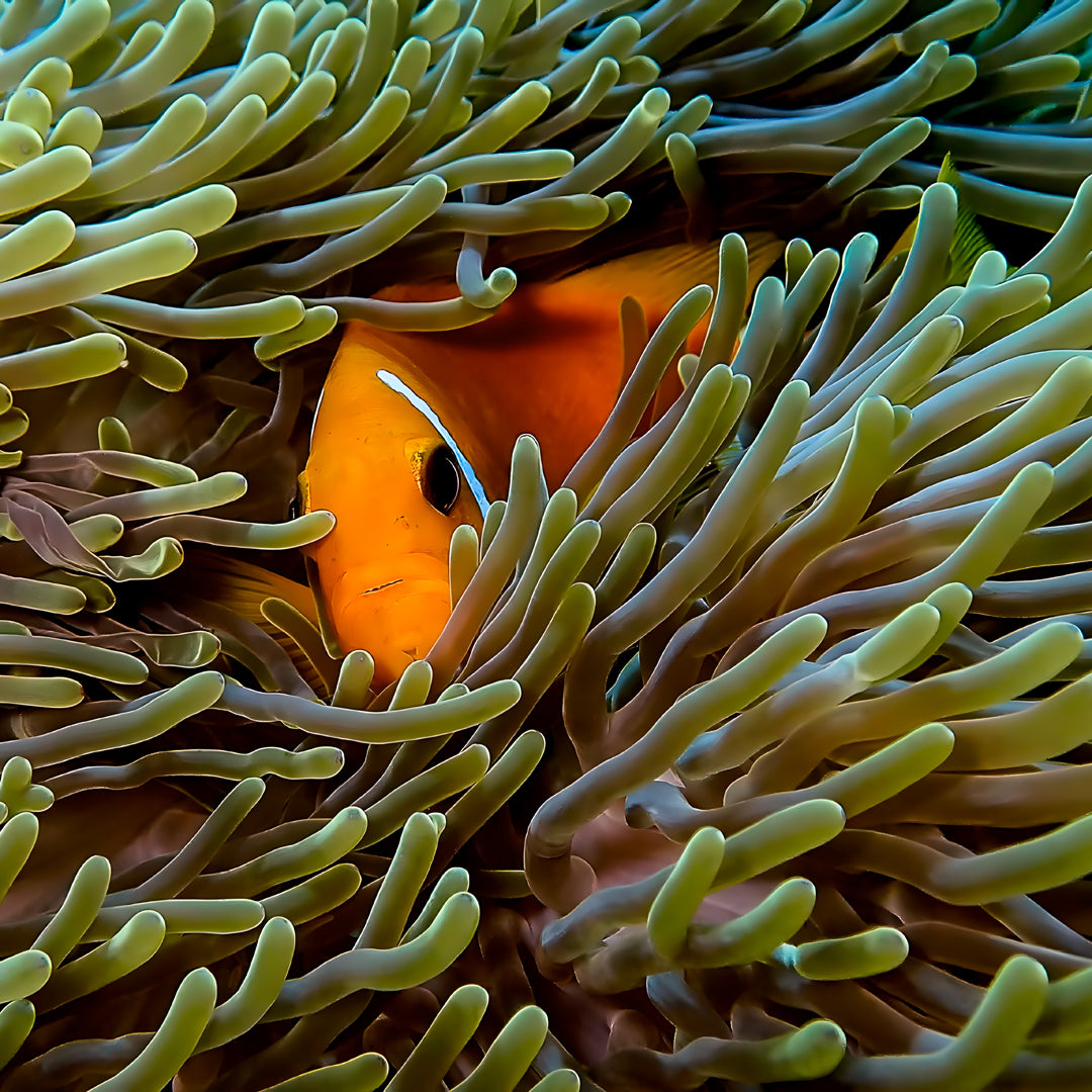 Kaafu Atoll Scuba Diving and Stay Getaway