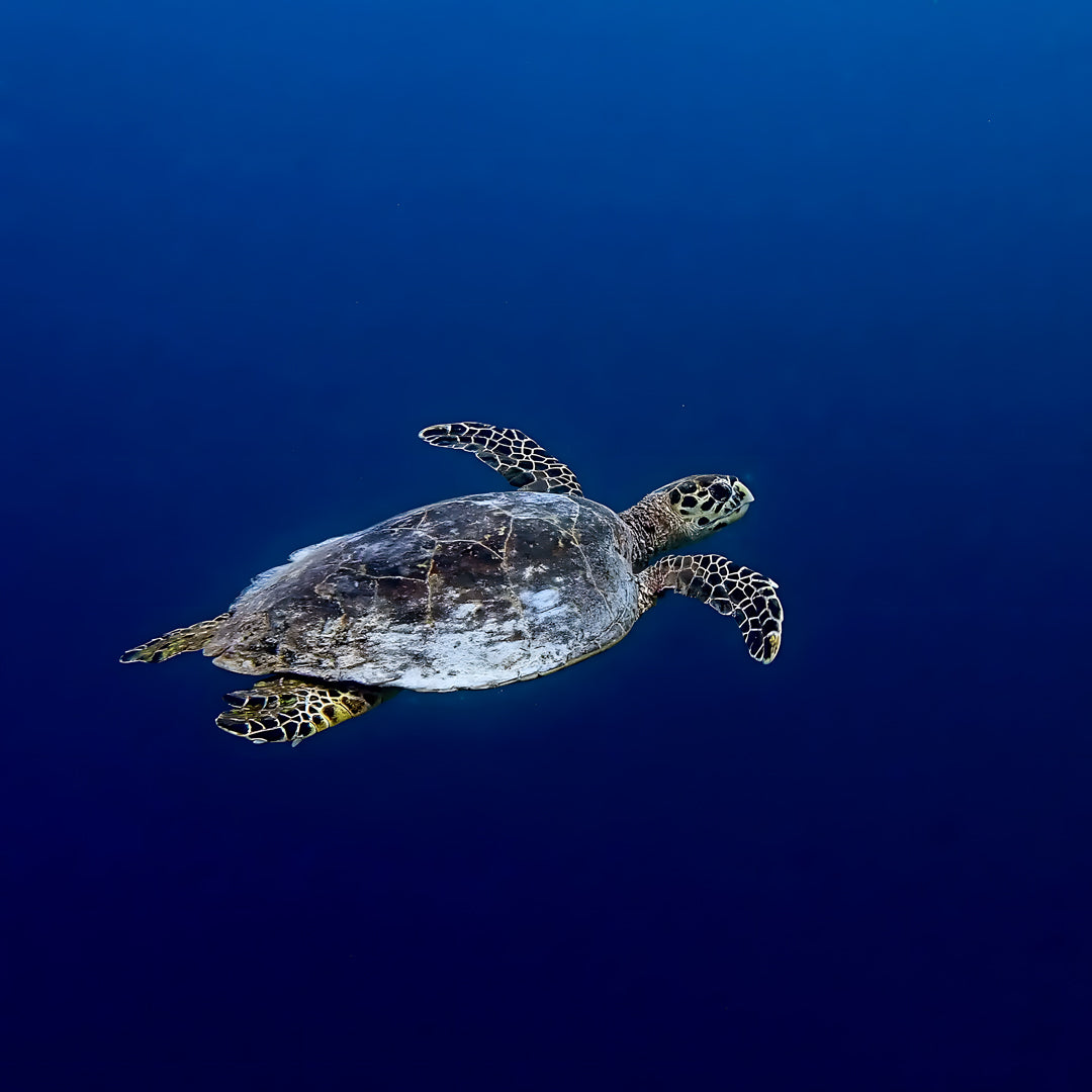 Kaafu Atoll Scuba Diving and Stay Getaway