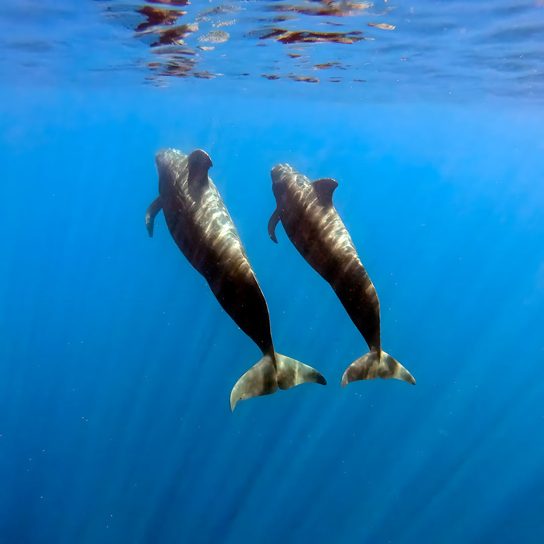 Kaafu Atoll Scuba Diving and Stay Getaway