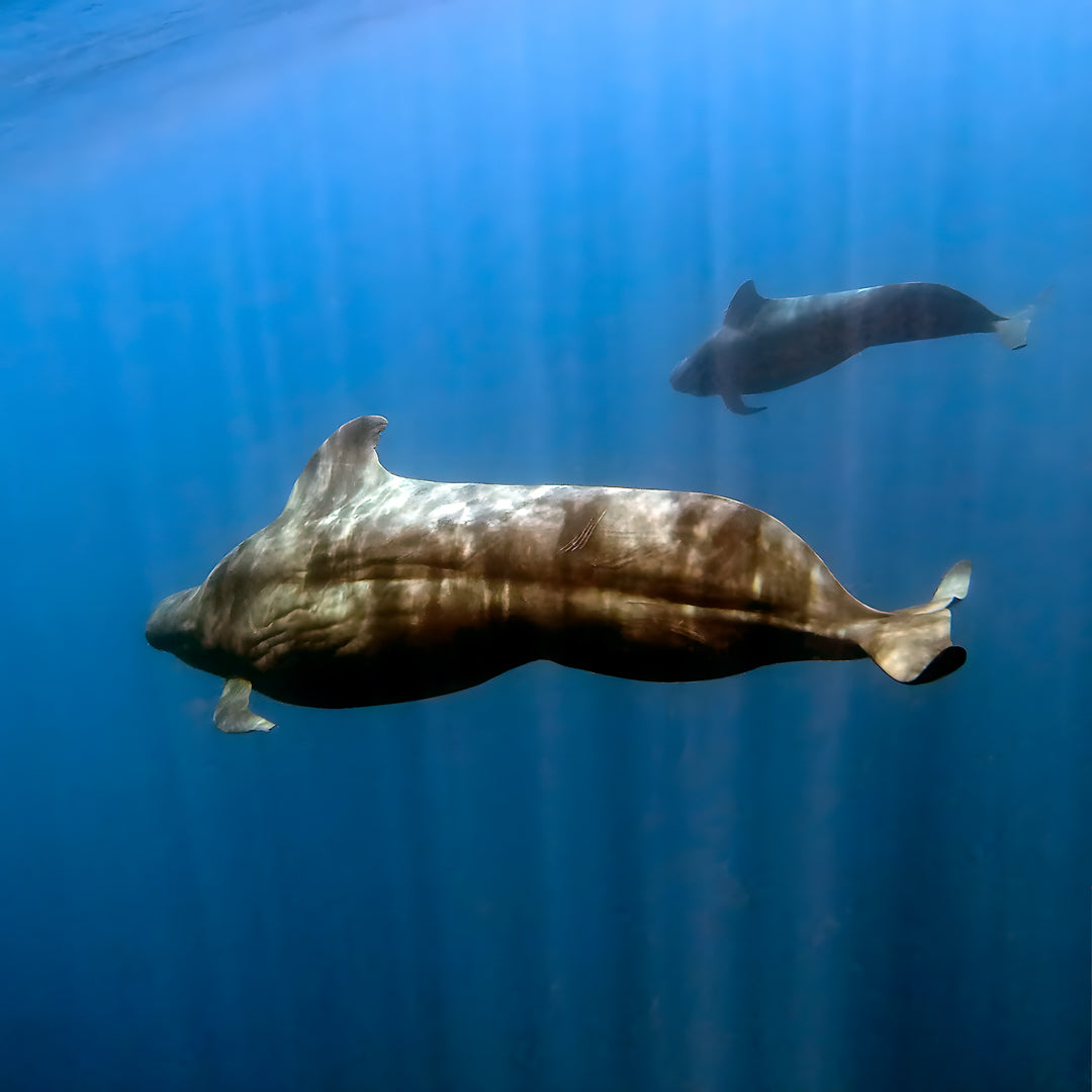 Kaafu Atoll Scuba Diving and Stay Getaway