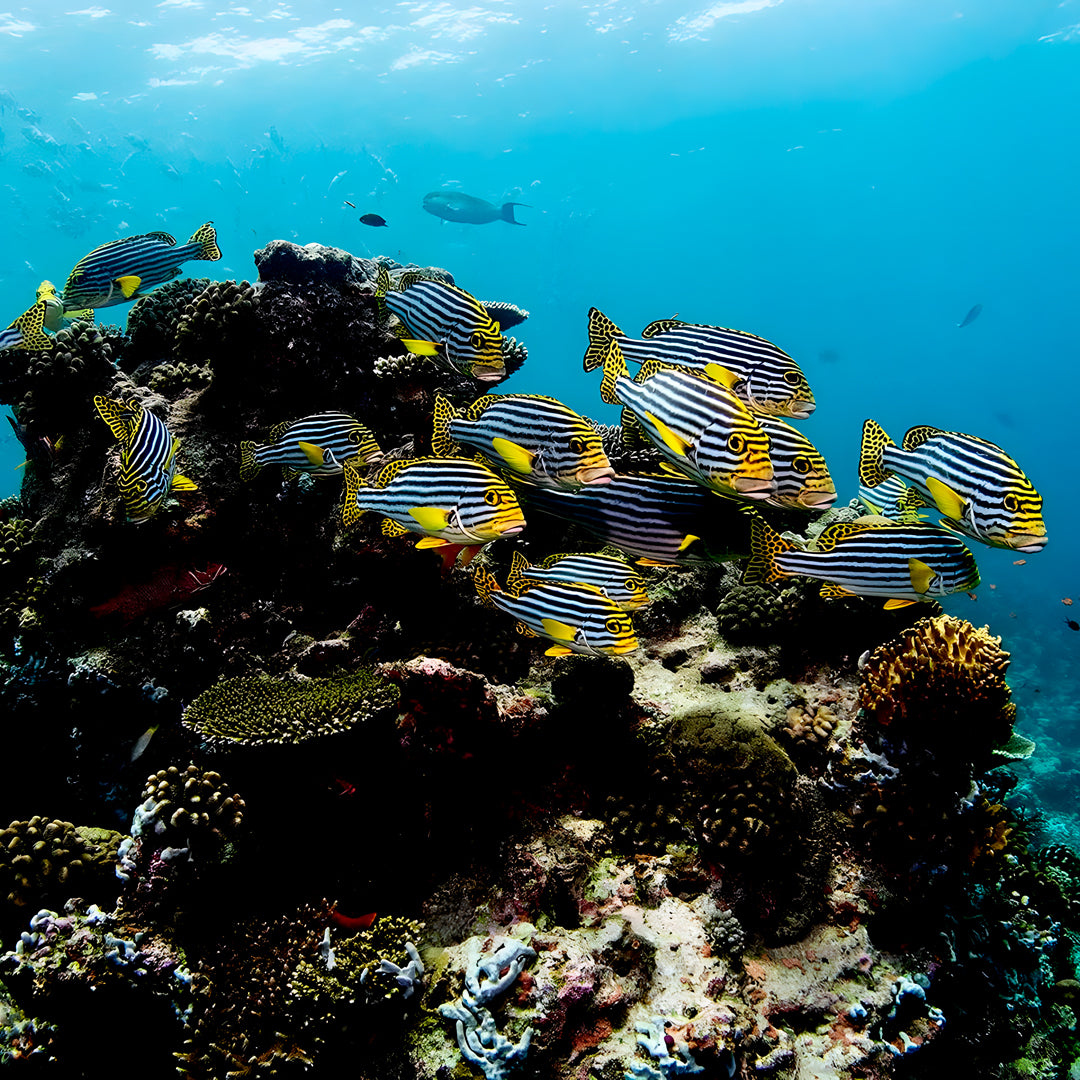 Kaafu Atoll Scuba Diving and Stay Getaway