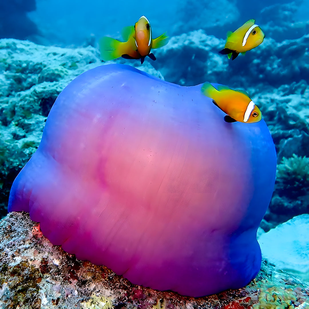 Kaafu Atoll Scuba Diving and Stay Getaway