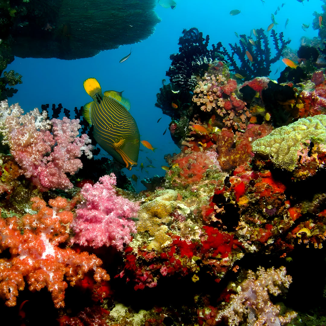 Maldives Scuba Diving Vacation Getaway