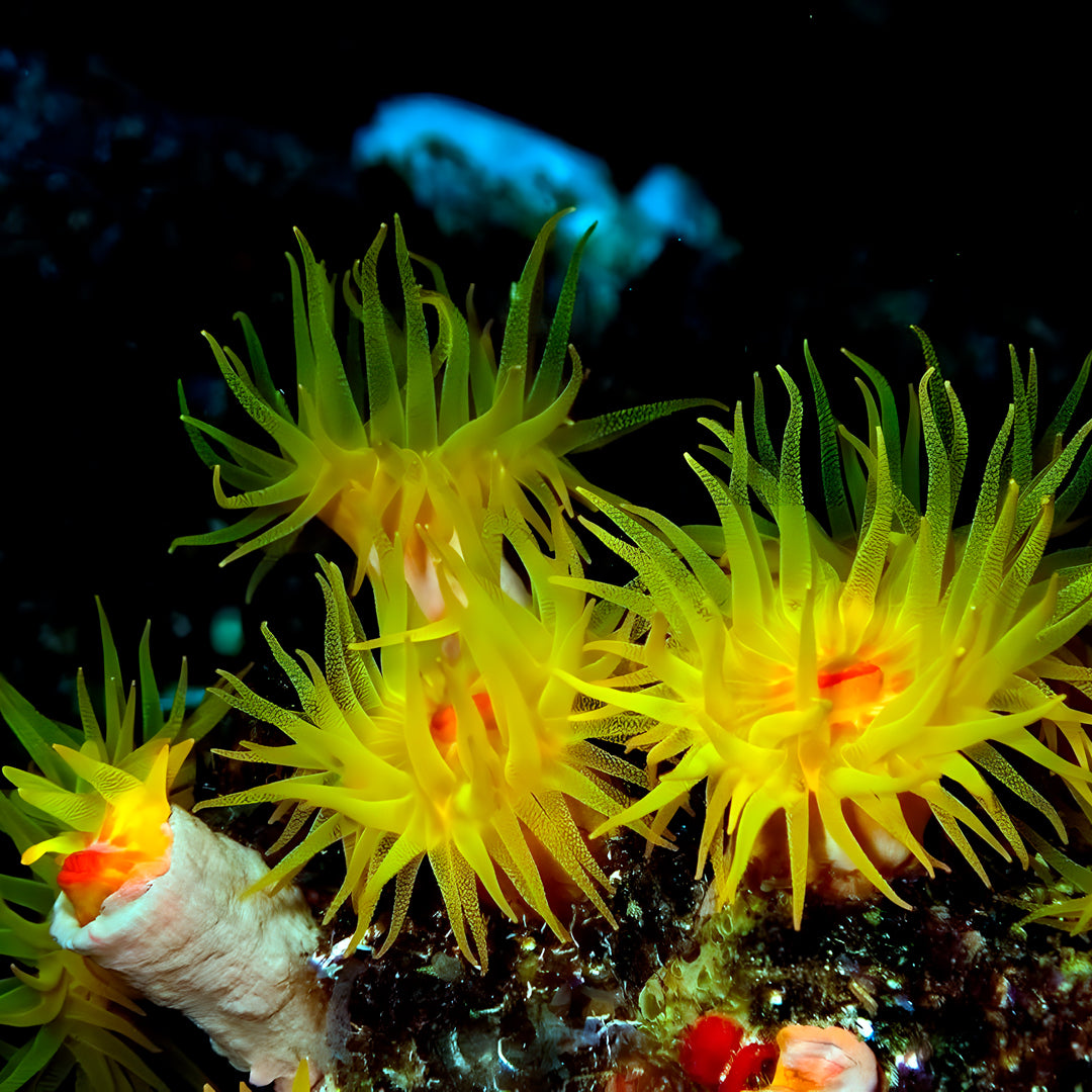 Maldives Scuba Diving Vacation Getaway