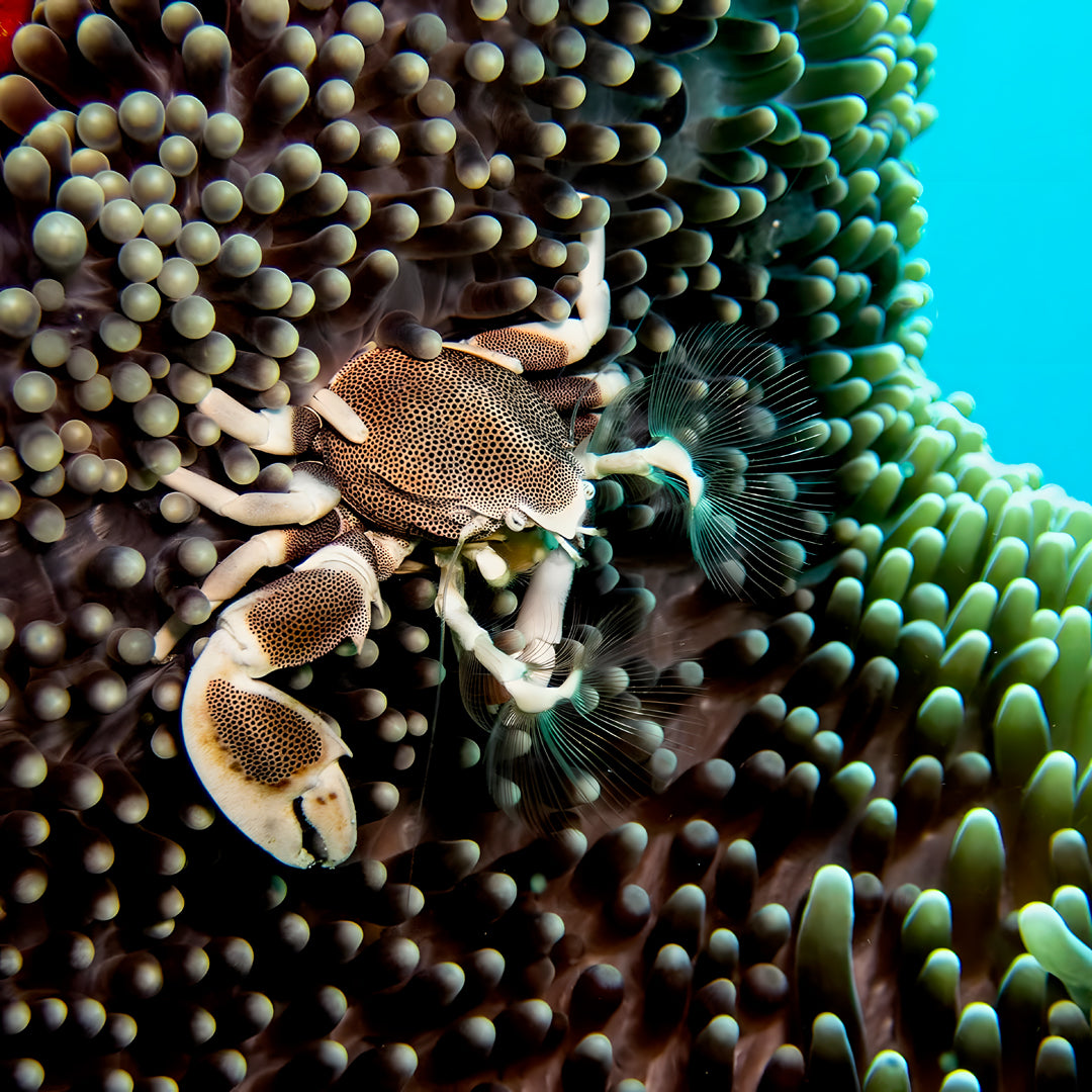 Maldives Scuba Diving Vacation Getaway