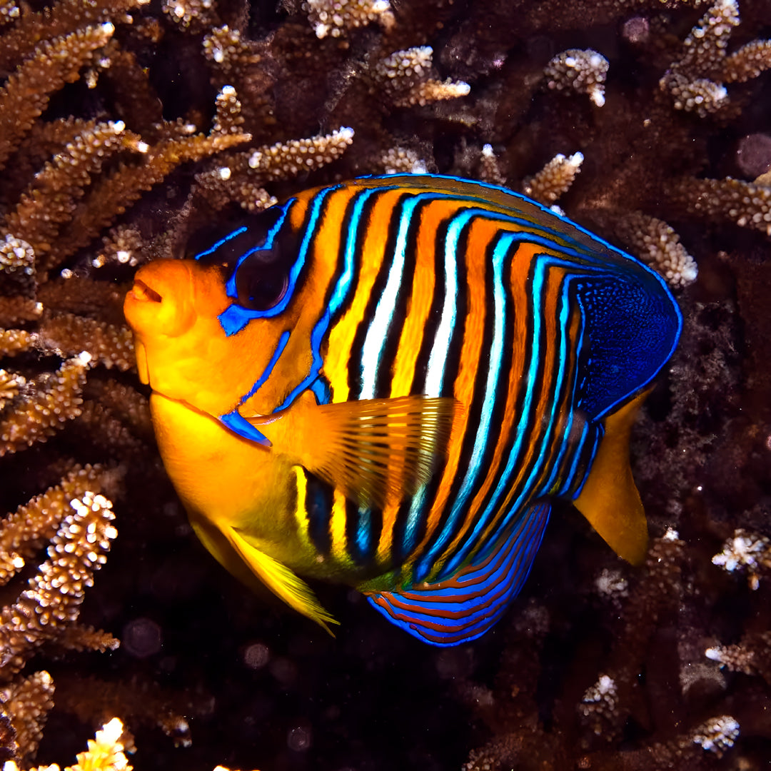 Maldives Scuba Diving Vacation Getaway