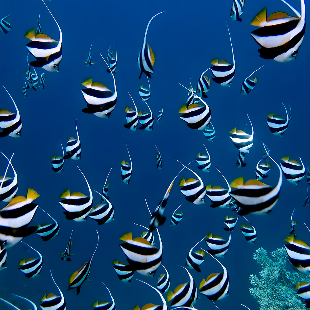 Maldives Scuba Diving Vacation Getaway