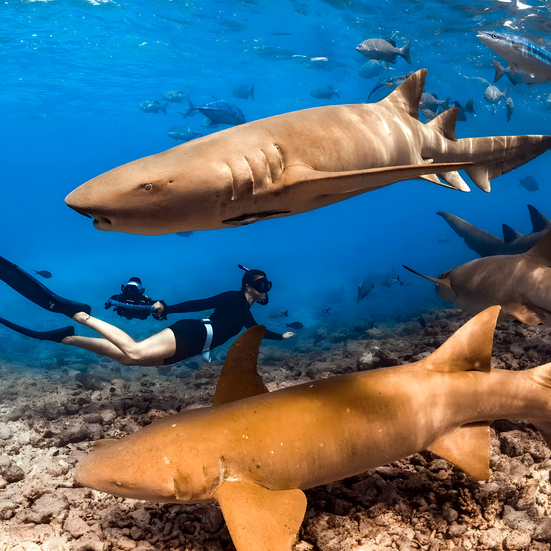 Maldives Scuba Diving Vacation Getaway