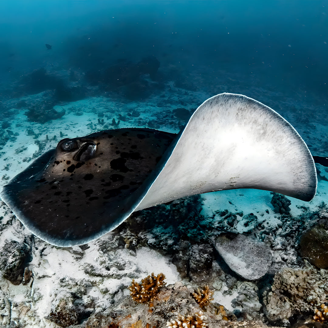 Open Water Diver Course Maldives Trip