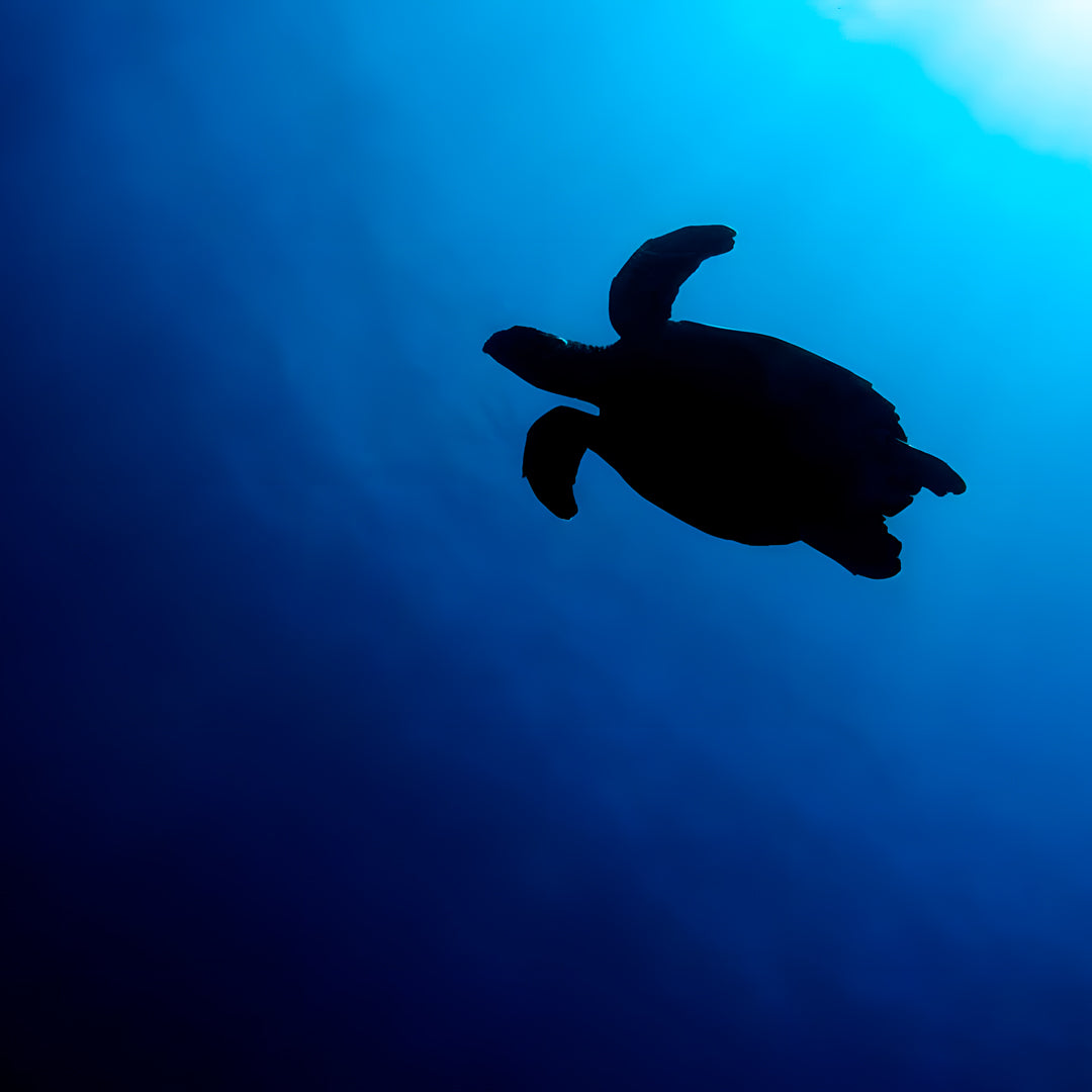 Open Water Diver Course Maldives Trip
