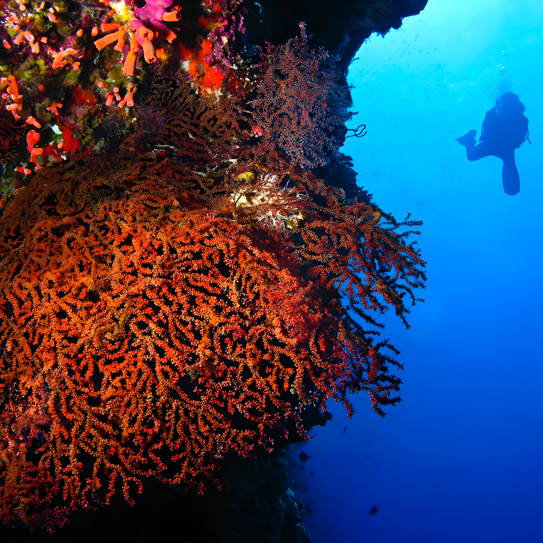 Open Water Diver Course Maldives Trip