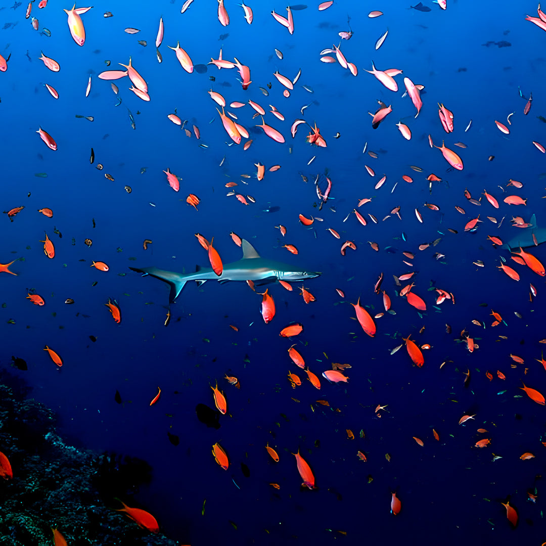 Open Water Diver Course Maldives Trip