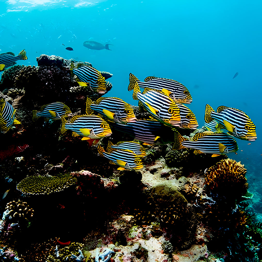 Open Water Diver Course Maldives Trip