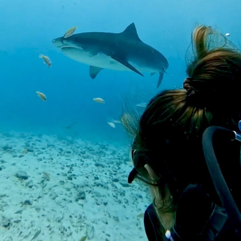 Freediving & Scuba Diving Liveaboard