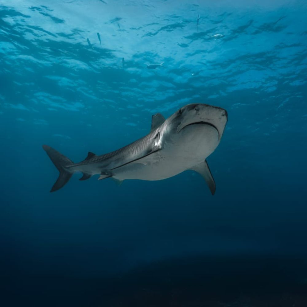 Freediving & Scuba Diving Liveaboard