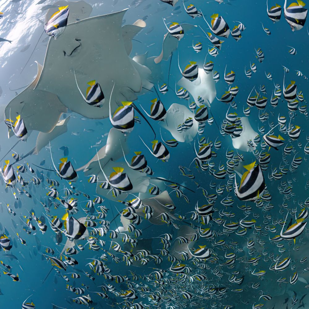 Freediving & Scuba Diving Liveaboard