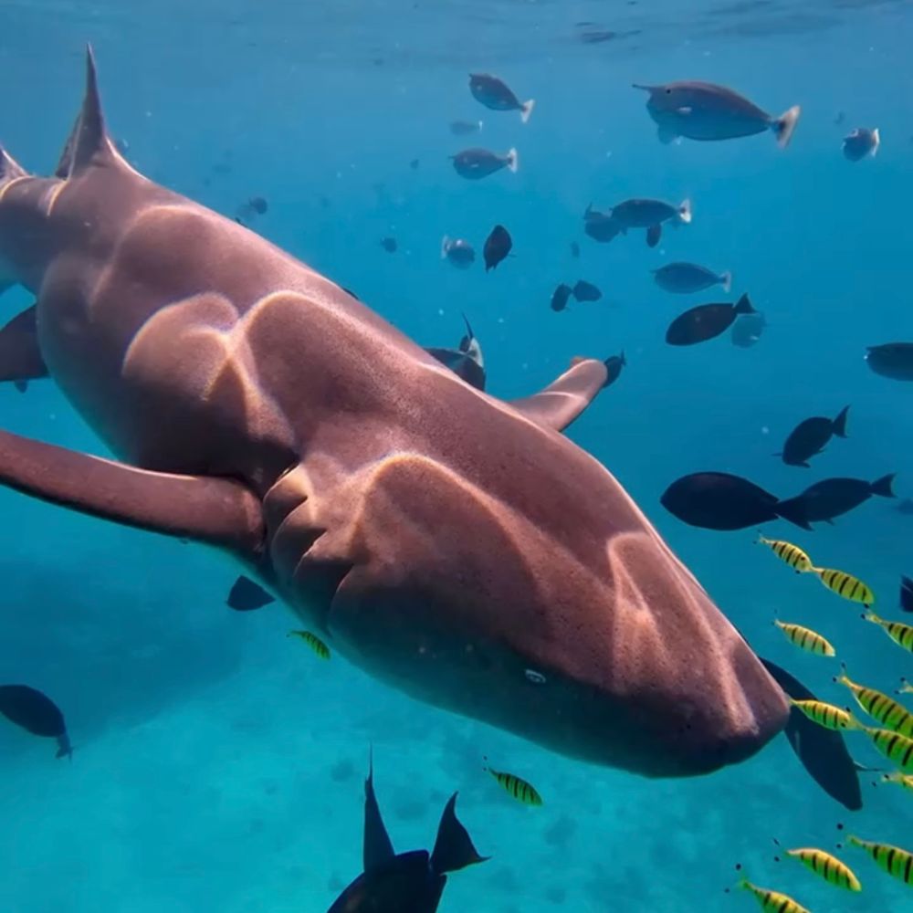 Freediving & Scuba Diving Liveaboard