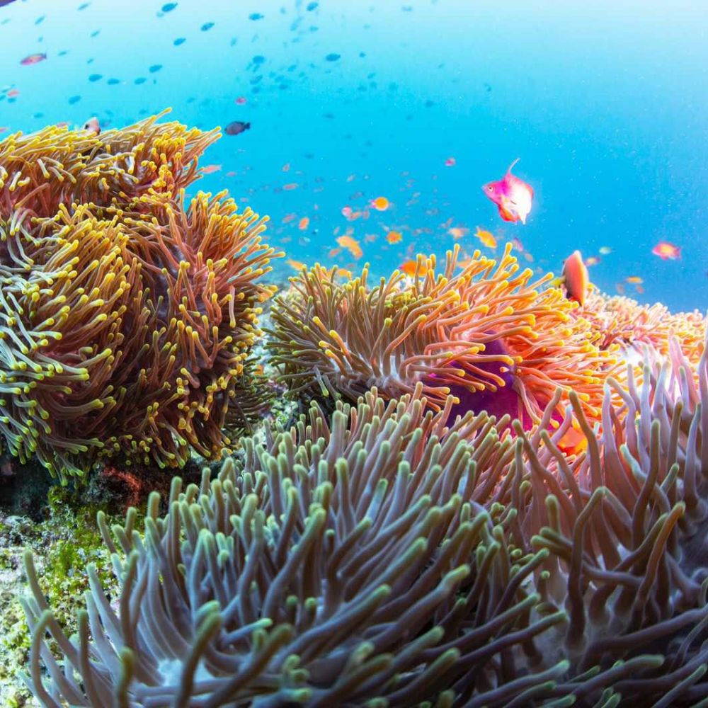 Manta Ray Scuba Diving Liveaboard