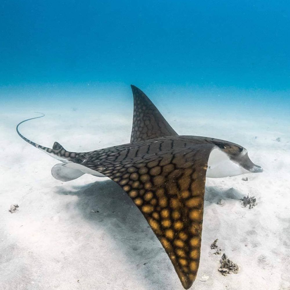 Manta Ray Scuba Diving Liveaboard