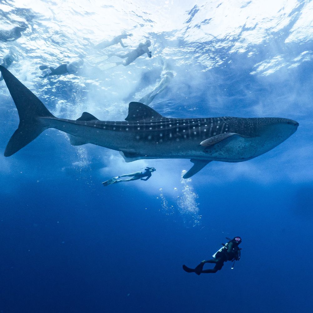 Maldives Scuba Diving & Freediving Expedition