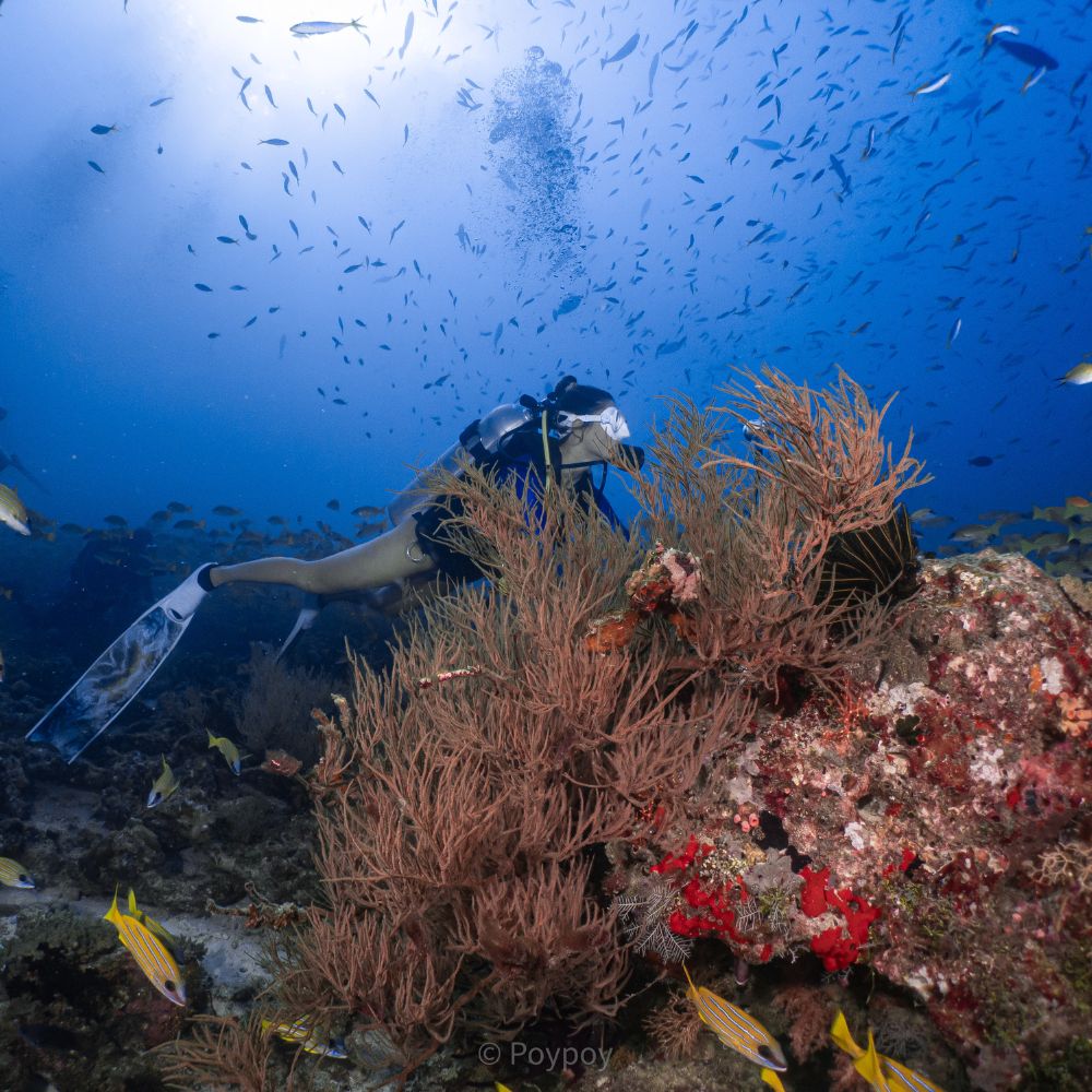 Maldives Scuba Diving & Freediving Expedition