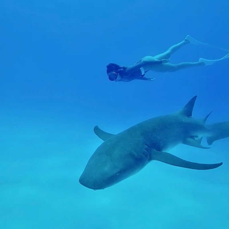 Maldives Apex Encounters Scuba Diving Trip