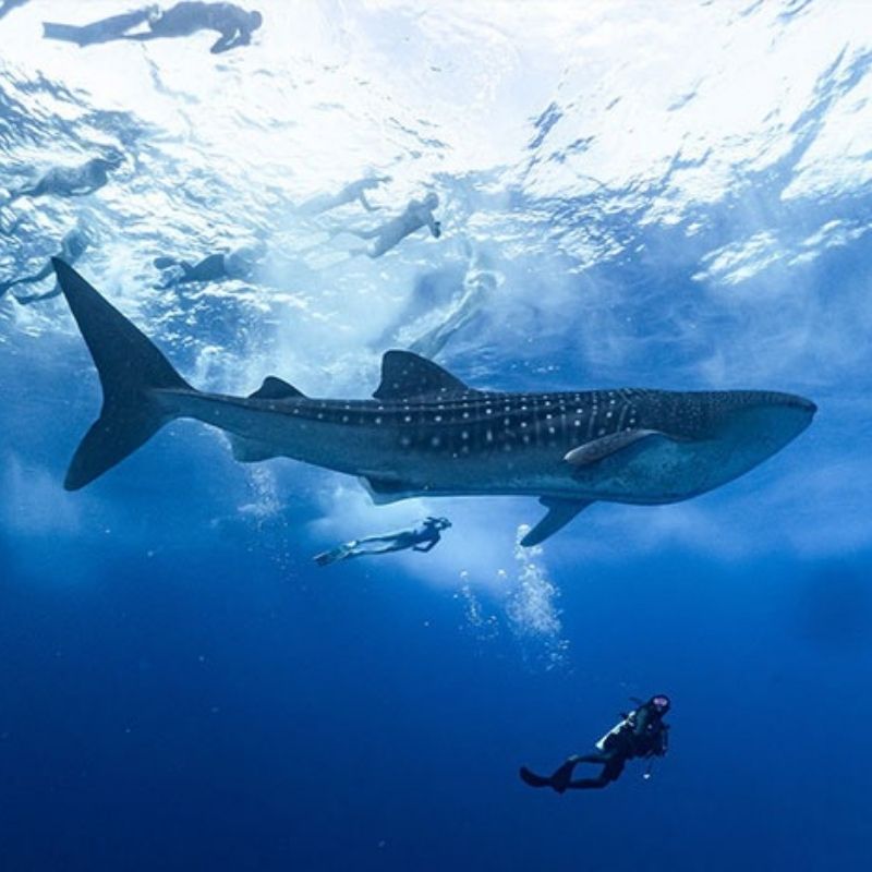 Maldives Apex Encounters Scuba Diving Trip