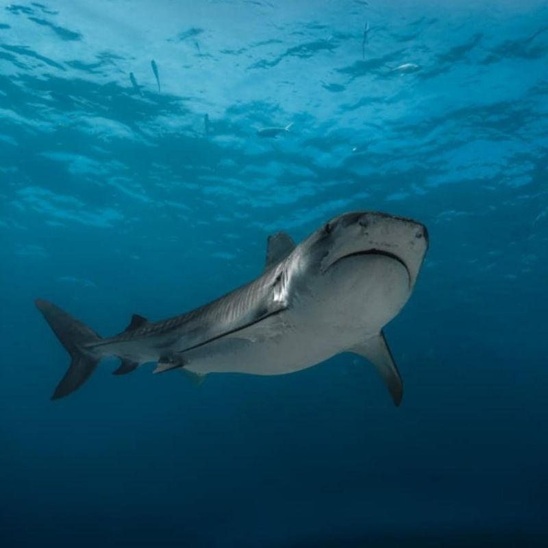 Maldives Apex Encounters Scuba Diving Trip