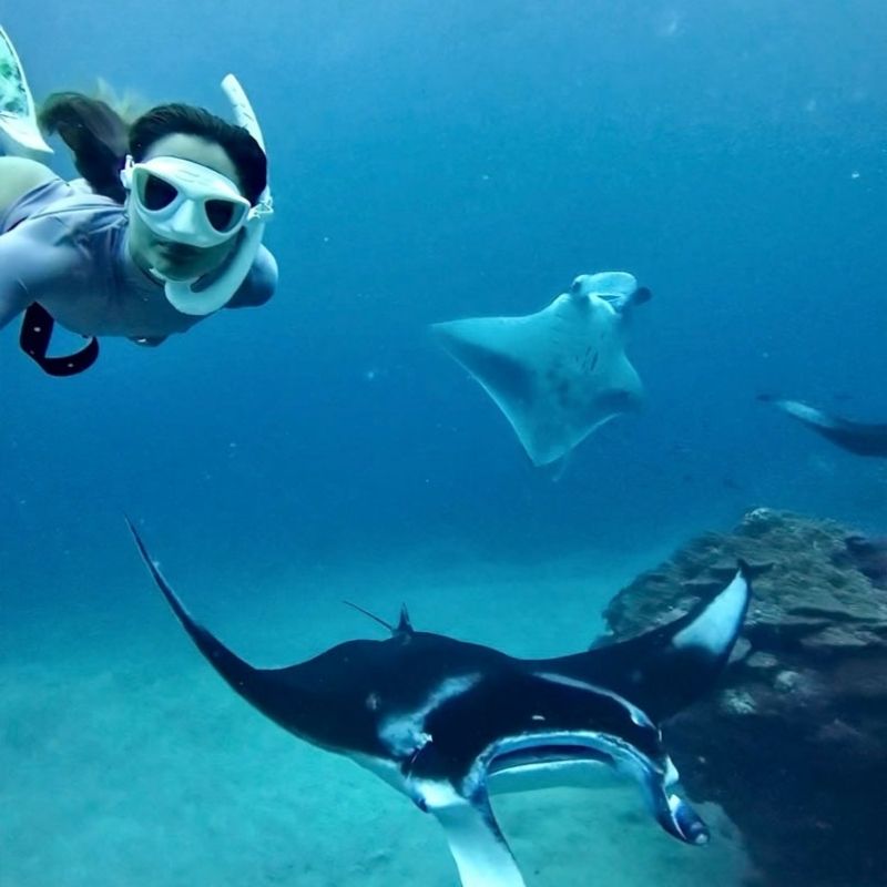 Maldives Apex Encounters Scuba Diving Trip